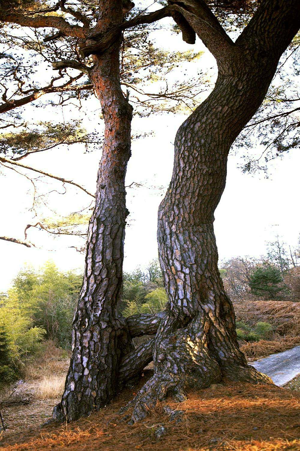 합궁소나무 3Z2A00261.JPG