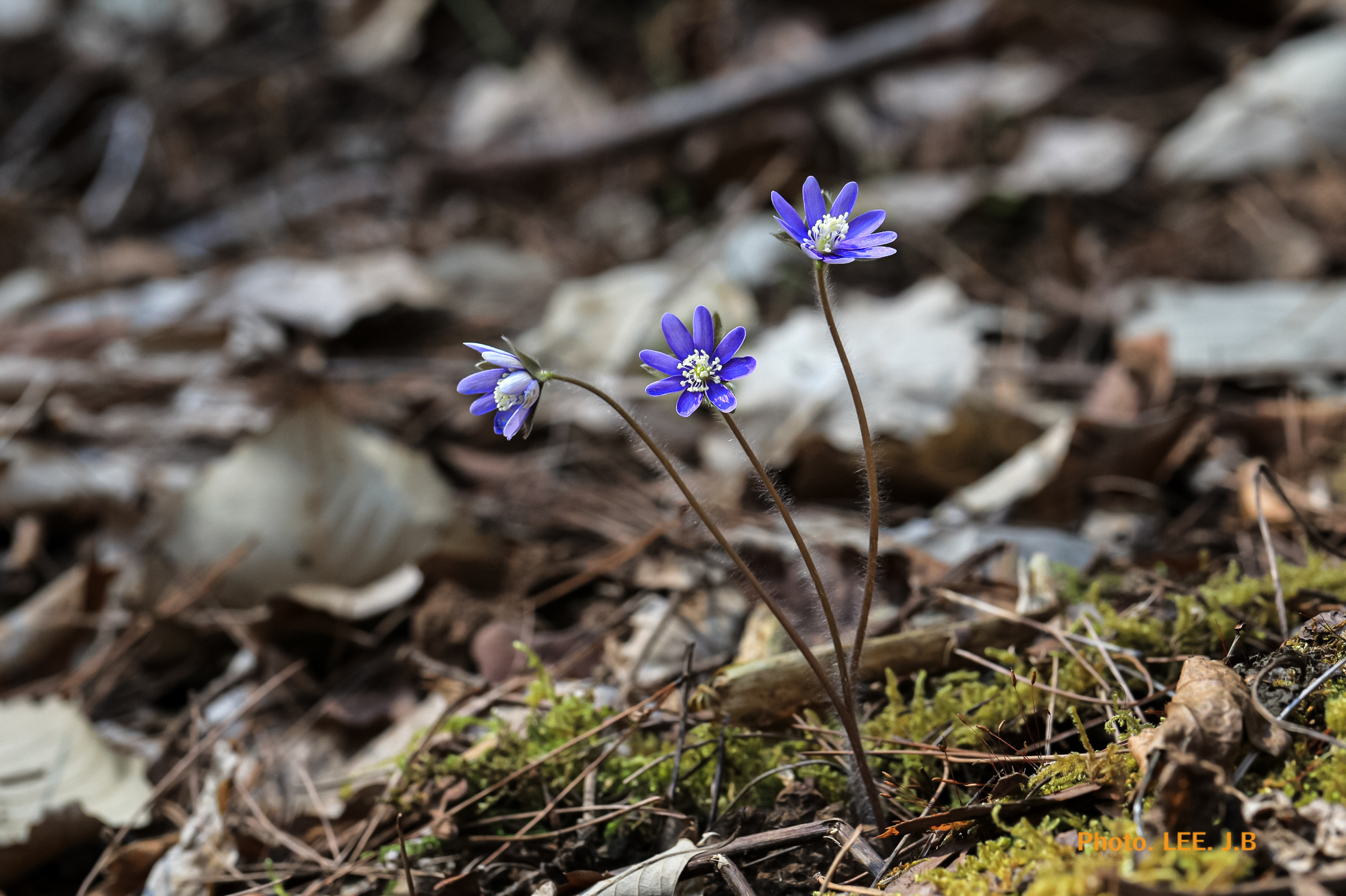 20250329-영월 금몽암 (7).JPG