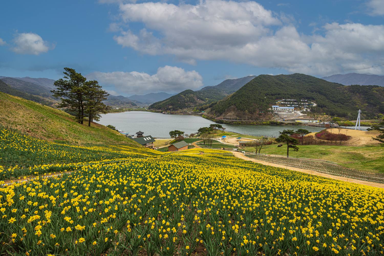 20250414-치즈랜드-0854 0K1A0854-향상됨-노이즈 감소-편집.jpg