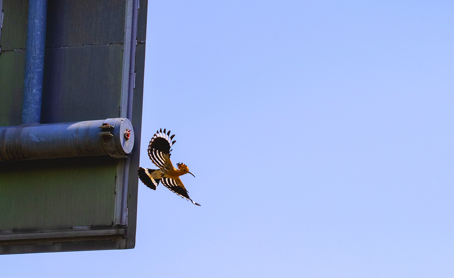 후투티의 생존전략.jpg