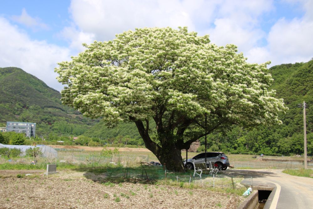 가창의 400년이팝나무1...JPG