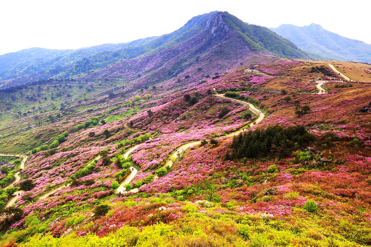 황매산 철쭉3Z2A01151.JPG