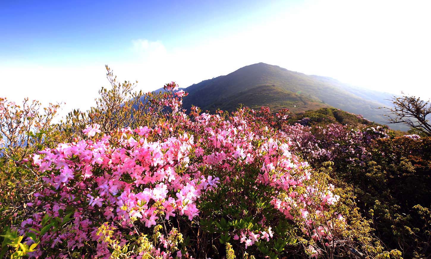덕유산철쭉3Z2A05621(2).JPG