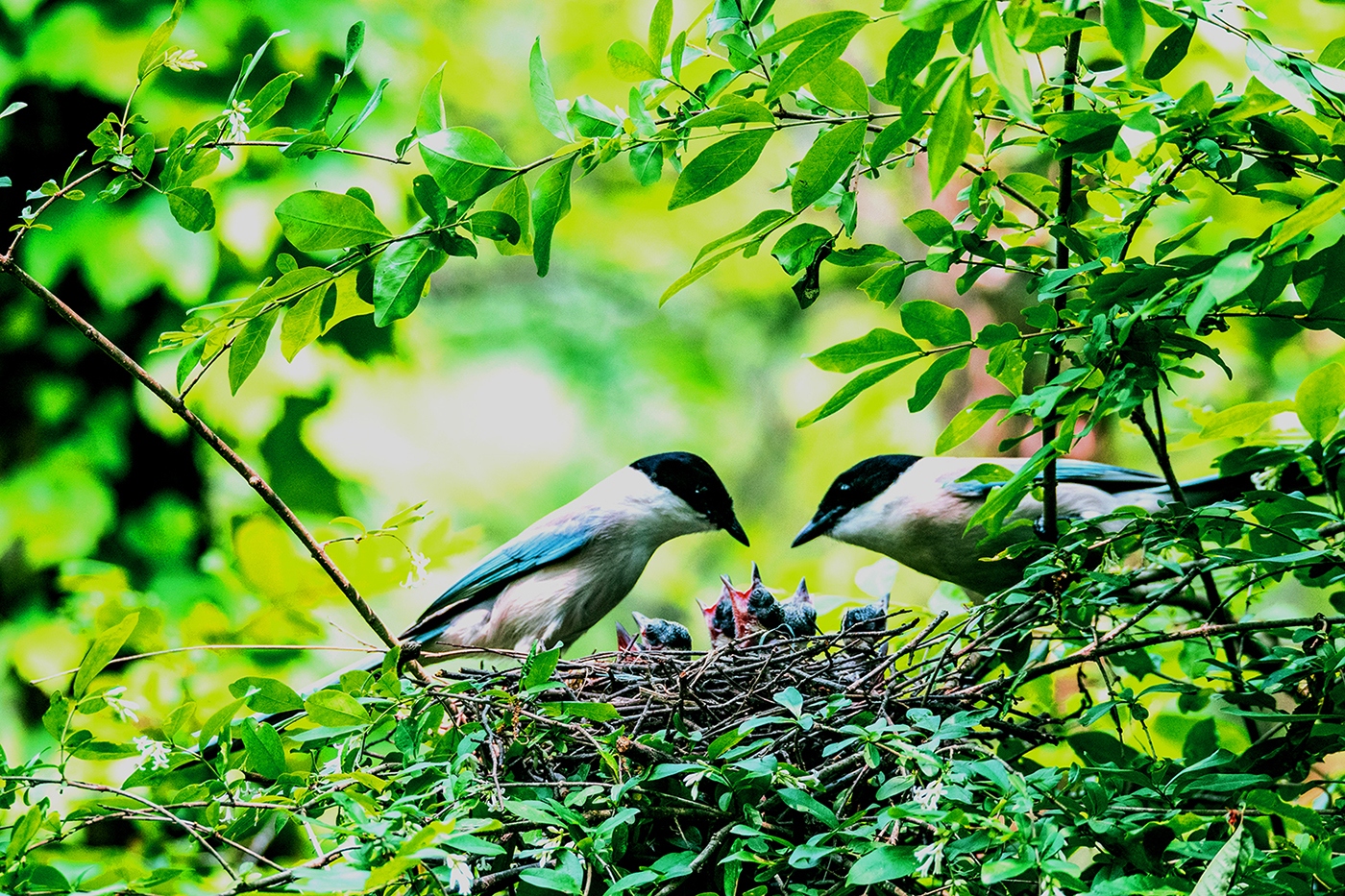 때까치 양육.jpg