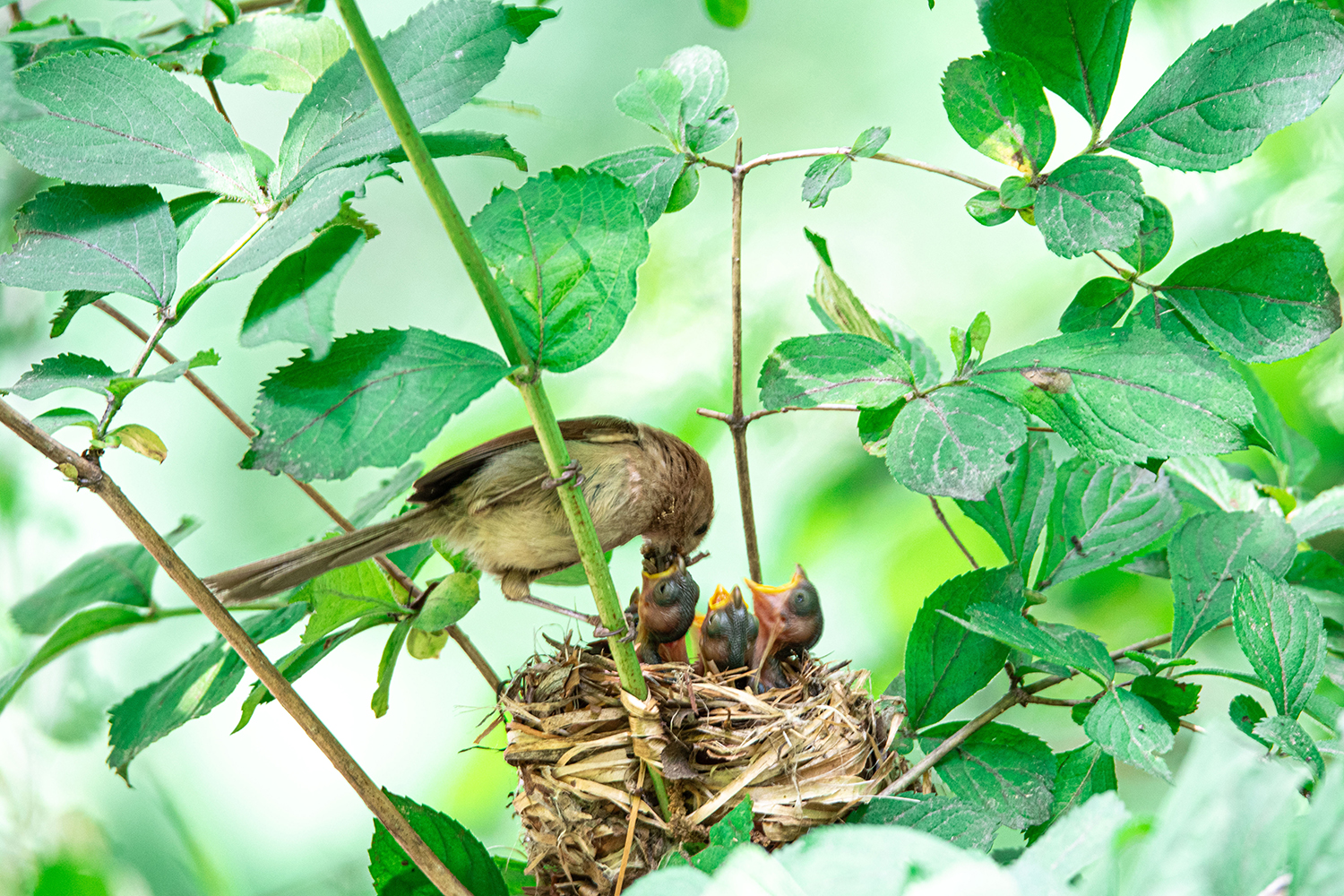 오목눈이 육추.jpg