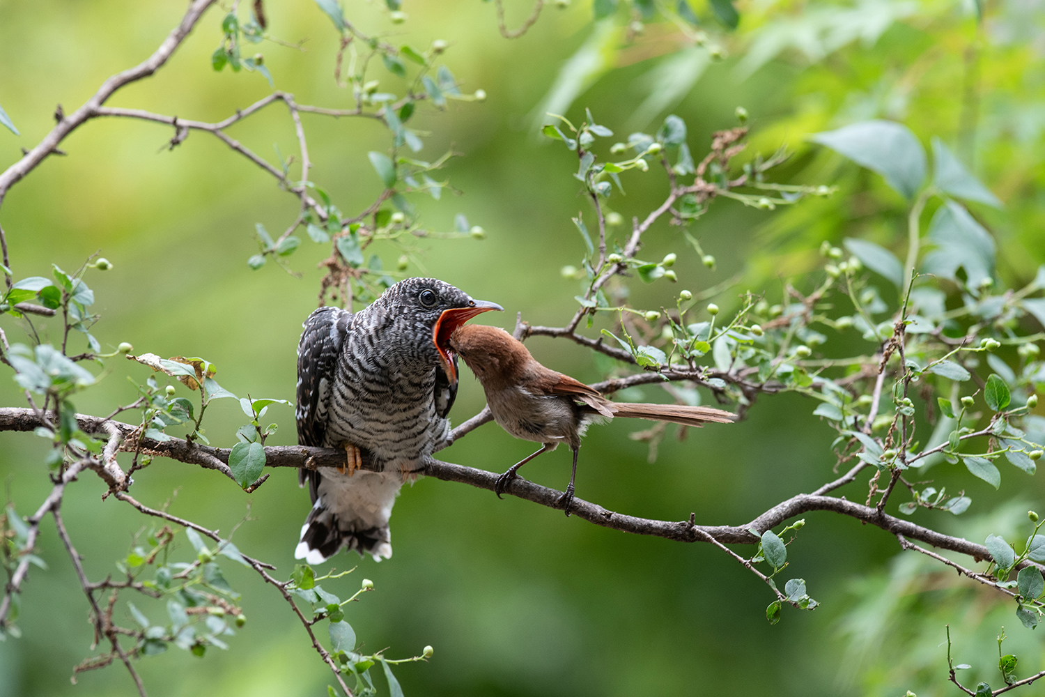 오목눈이의 모정2.jpg