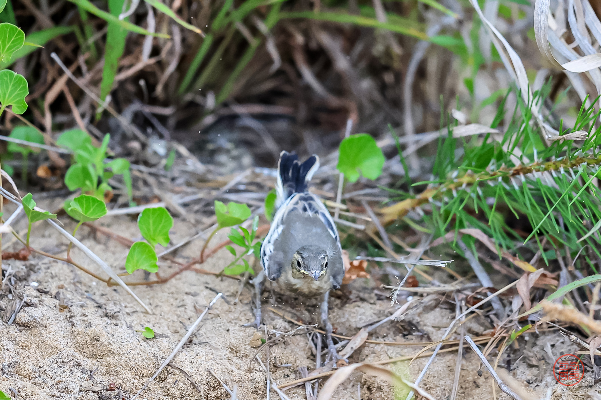 20240629-화진해수욕장 (39).JPG