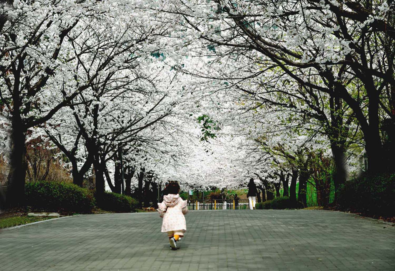 아파트의 벗꽃길.jpg