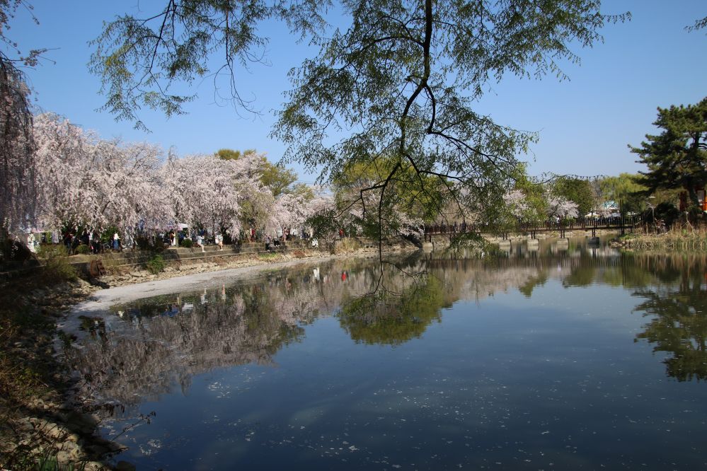 연지의  벚꽃..1.JPG