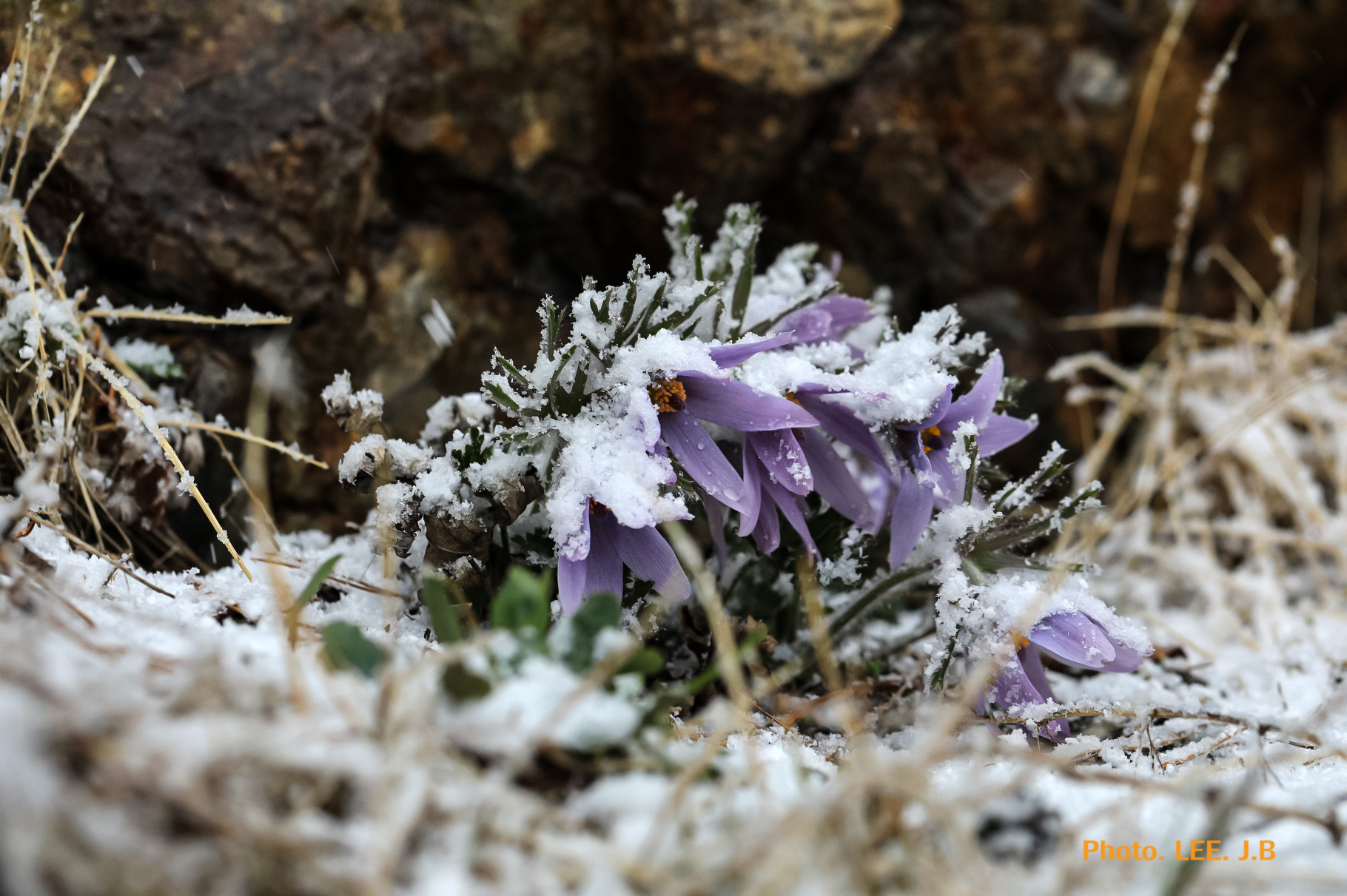 20250329-영월 농업기술 (19).JPG