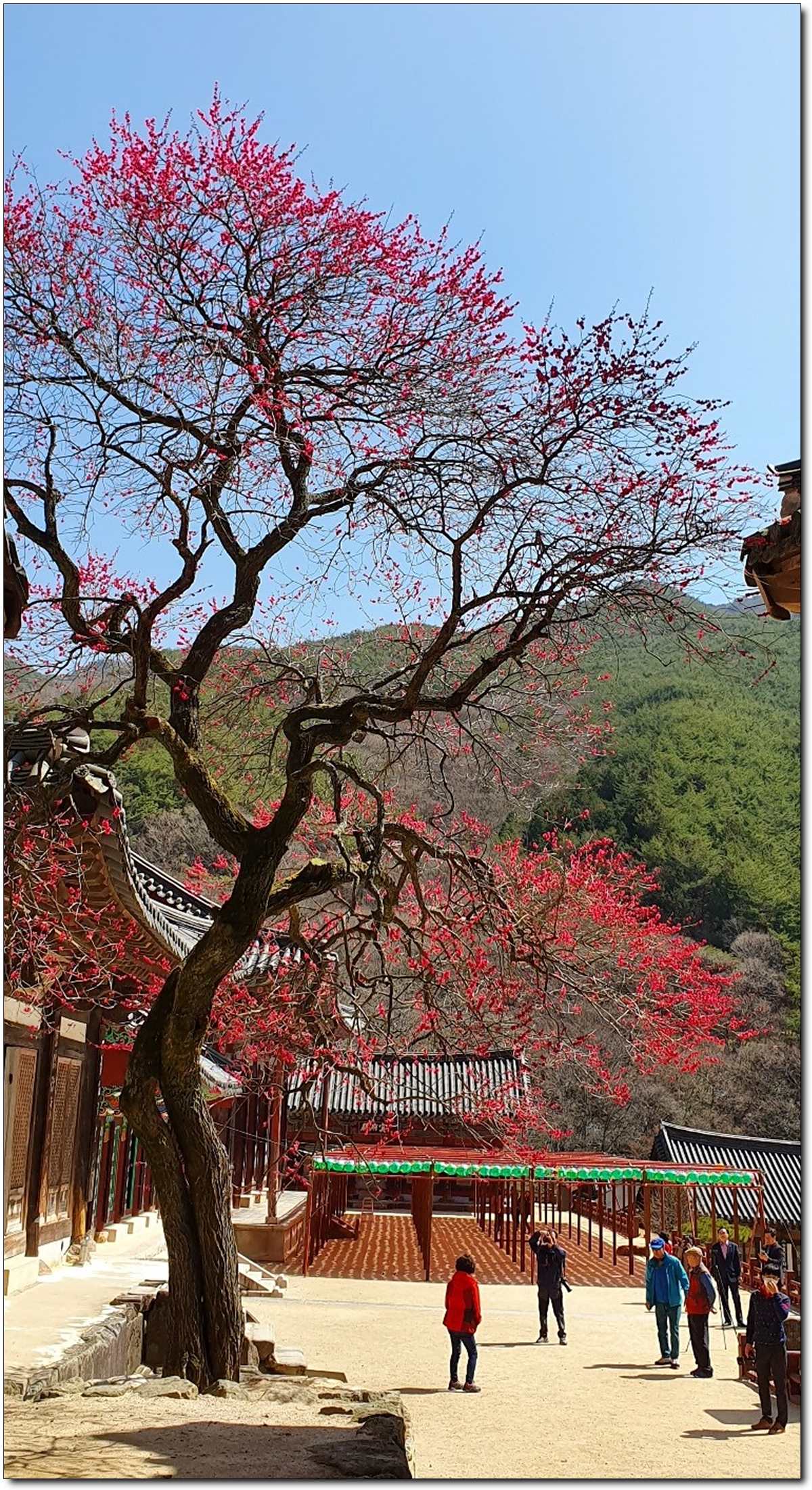 화엄사 흑매.jpg