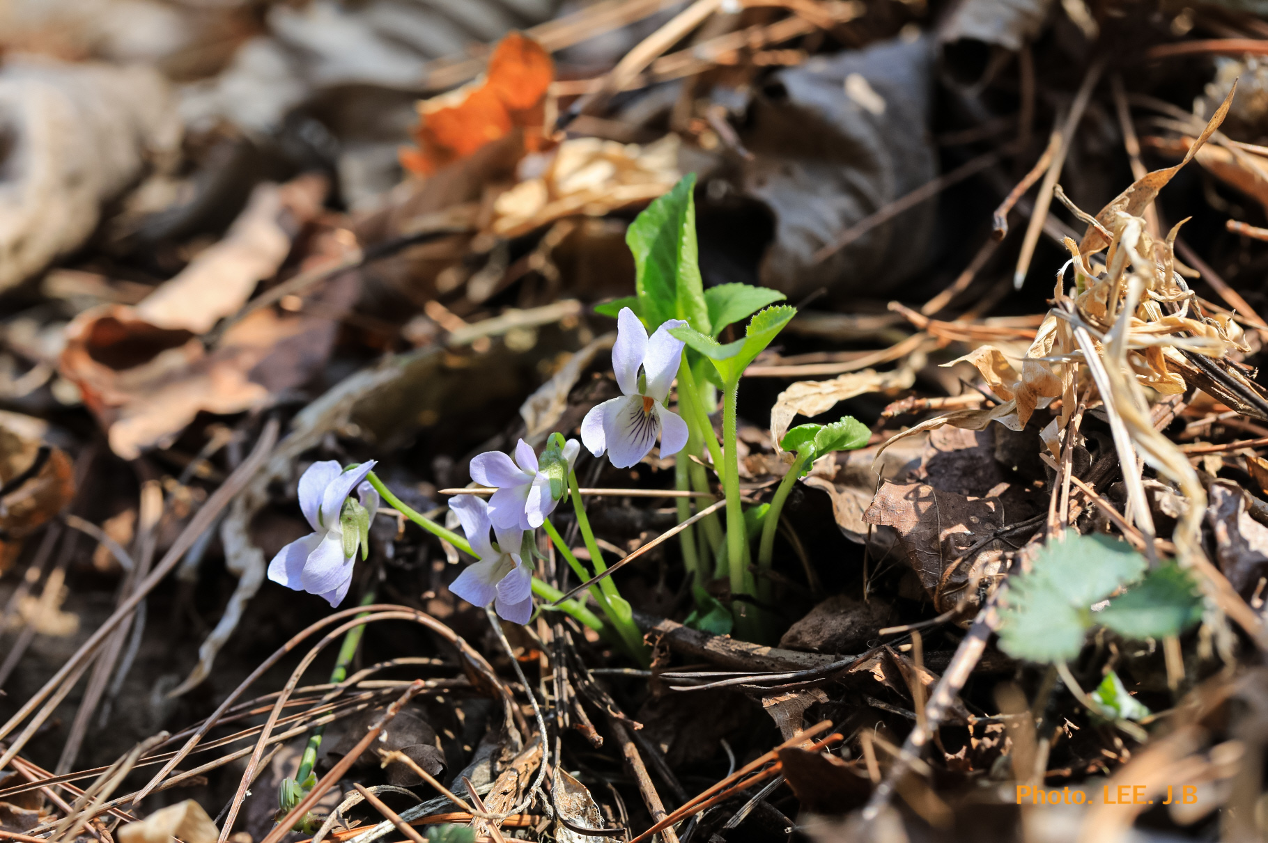 20250329-영월 금몽암 (1).JPG