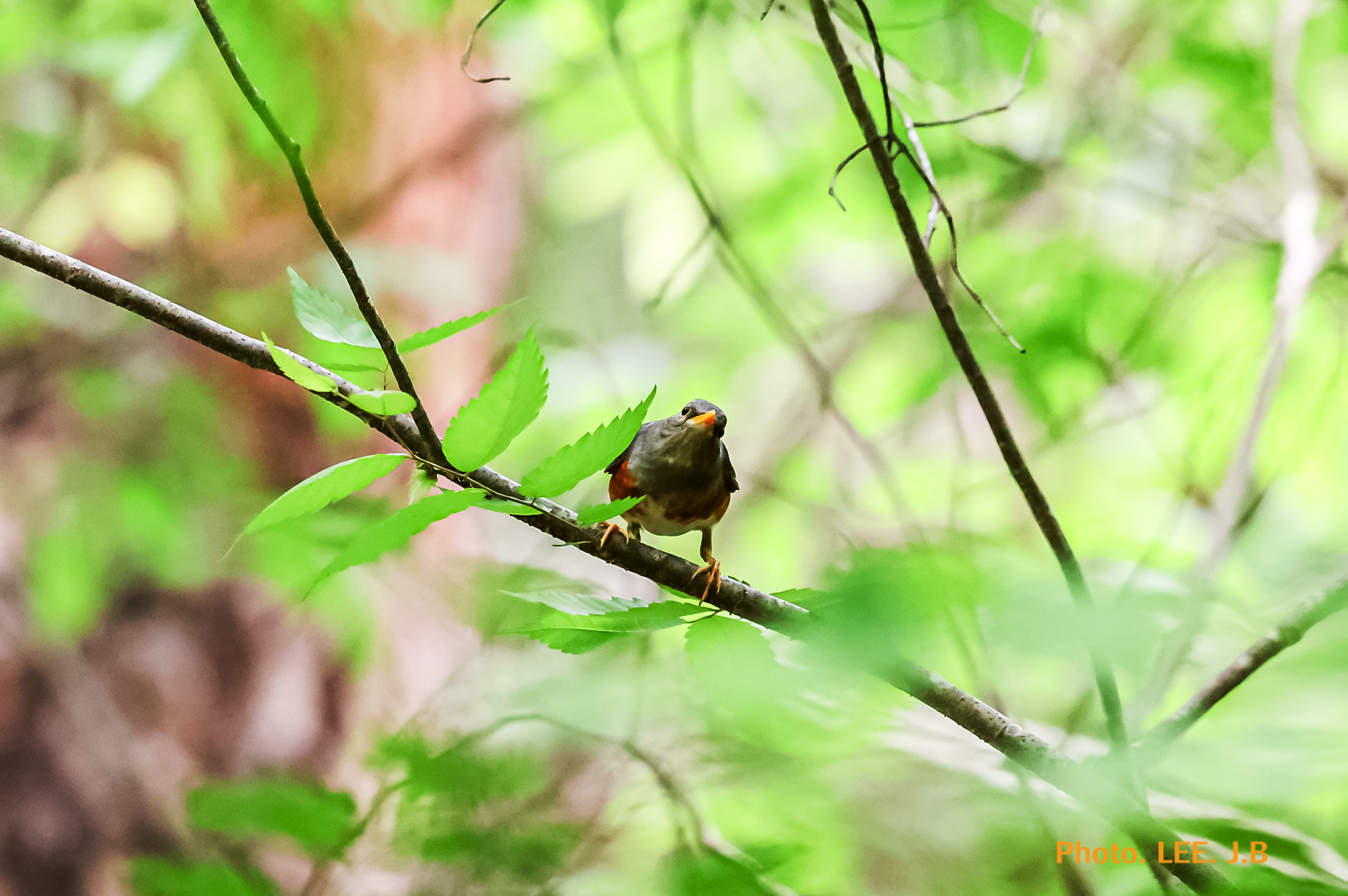 20250518-영월 금몽암 (12).JPG