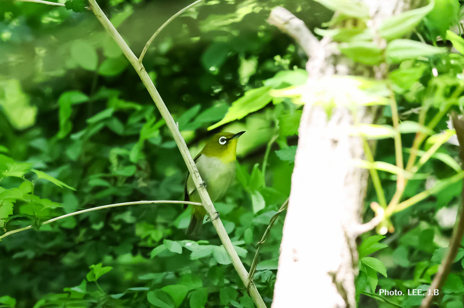 20250504-신불산 (1).JPG