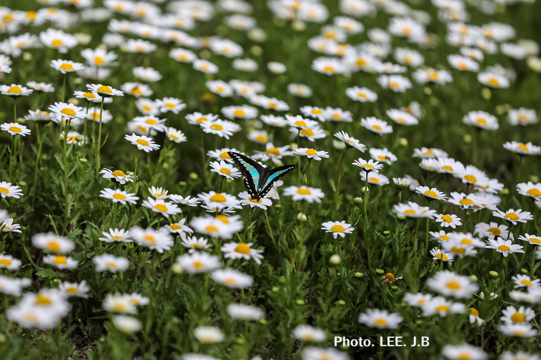 20250511-울산대공원 (22).JPG