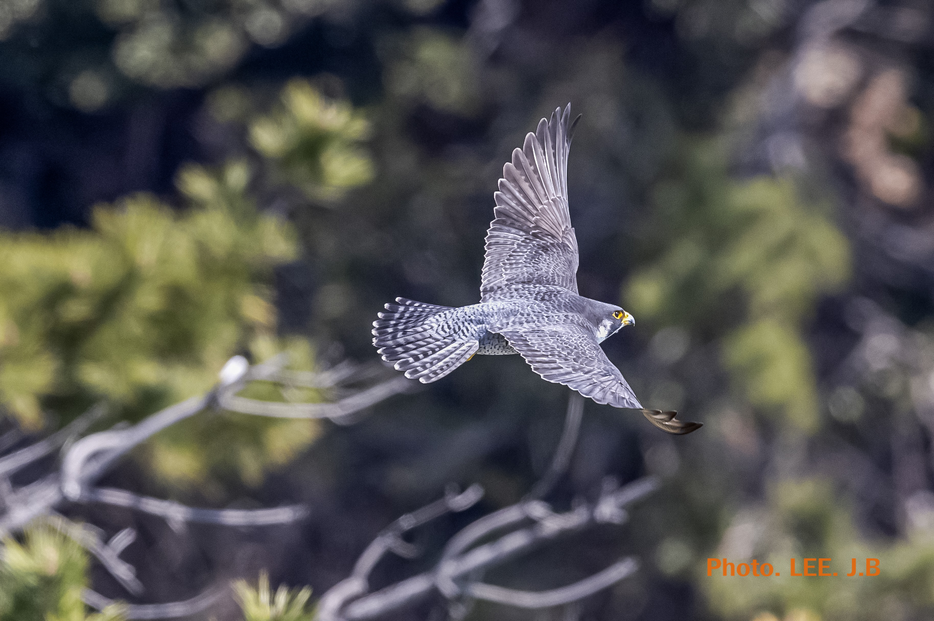 20250322-태종대유1JPG (84).JPG