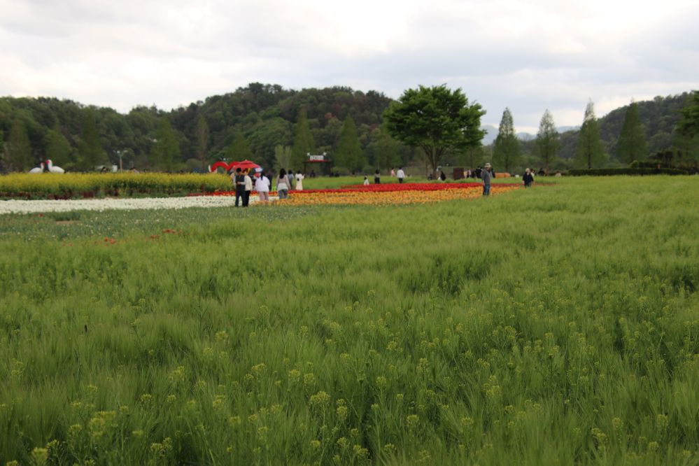 남지의 청보리2...JPG