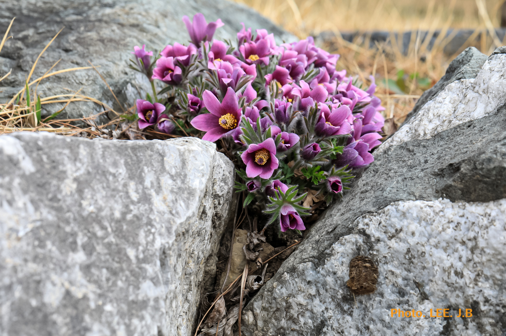 20250329-영월 농업기술 (3).JPG