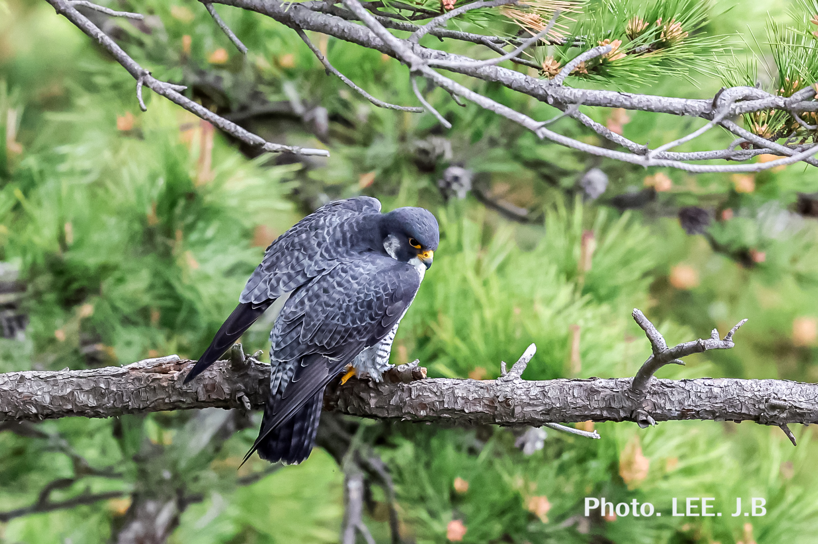 20250506-태종전망대 (10).JPG