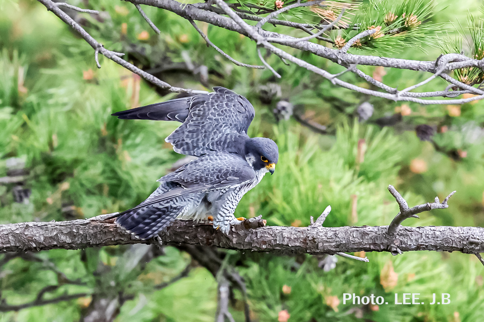 20250506-태종전망대 (12).JPG