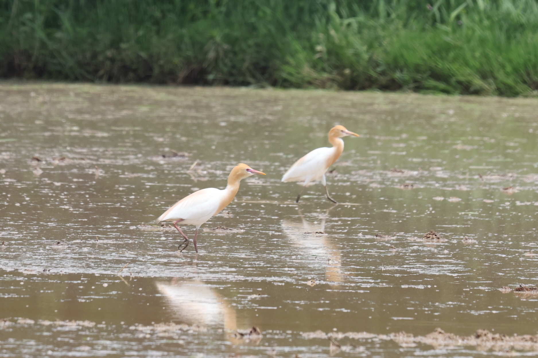 20250511-주남저수지 (17).JPG