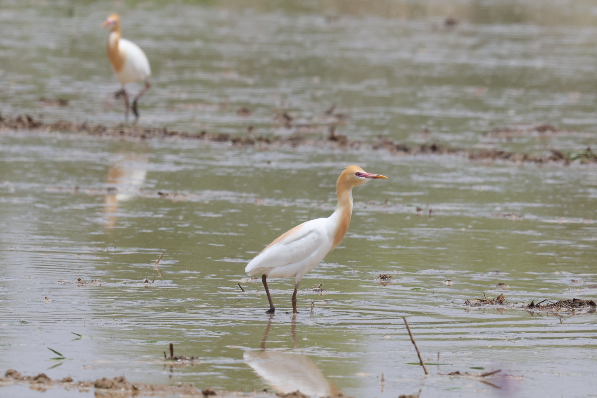 20250511-주남저수지 (20).JPG
