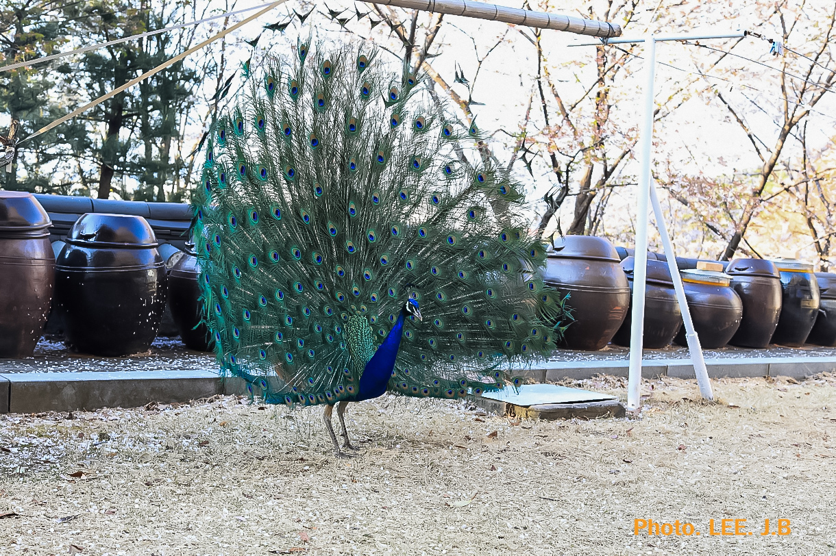 20250406-보현사 (19).JPG