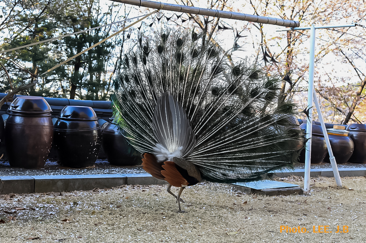 20250406-보현사 (18).JPG