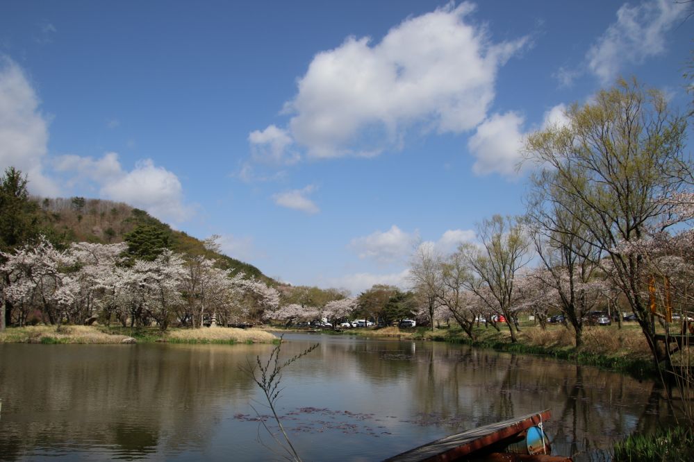 화랑의 언덕저수지벚꽃10...JPG
