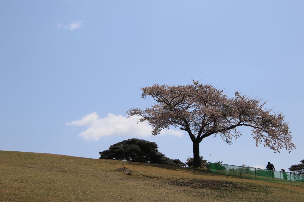 언덕위의 벚꽃1...JPG
