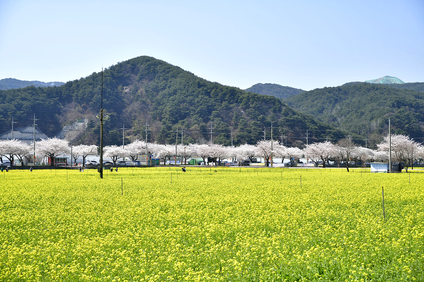 20250407 맹방유채꽃_0013_view-pw.jpg