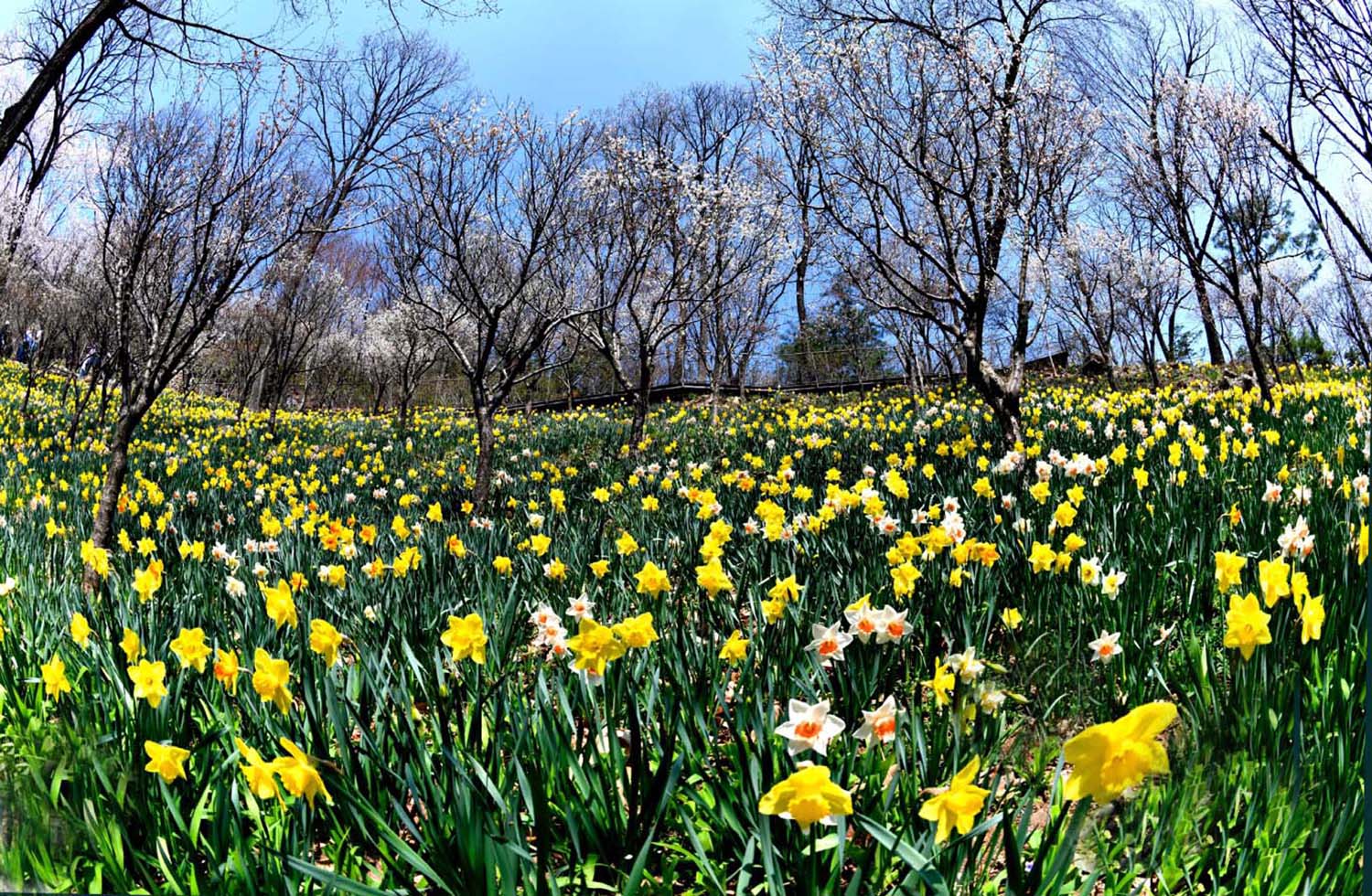 수선화 동산.jpg
