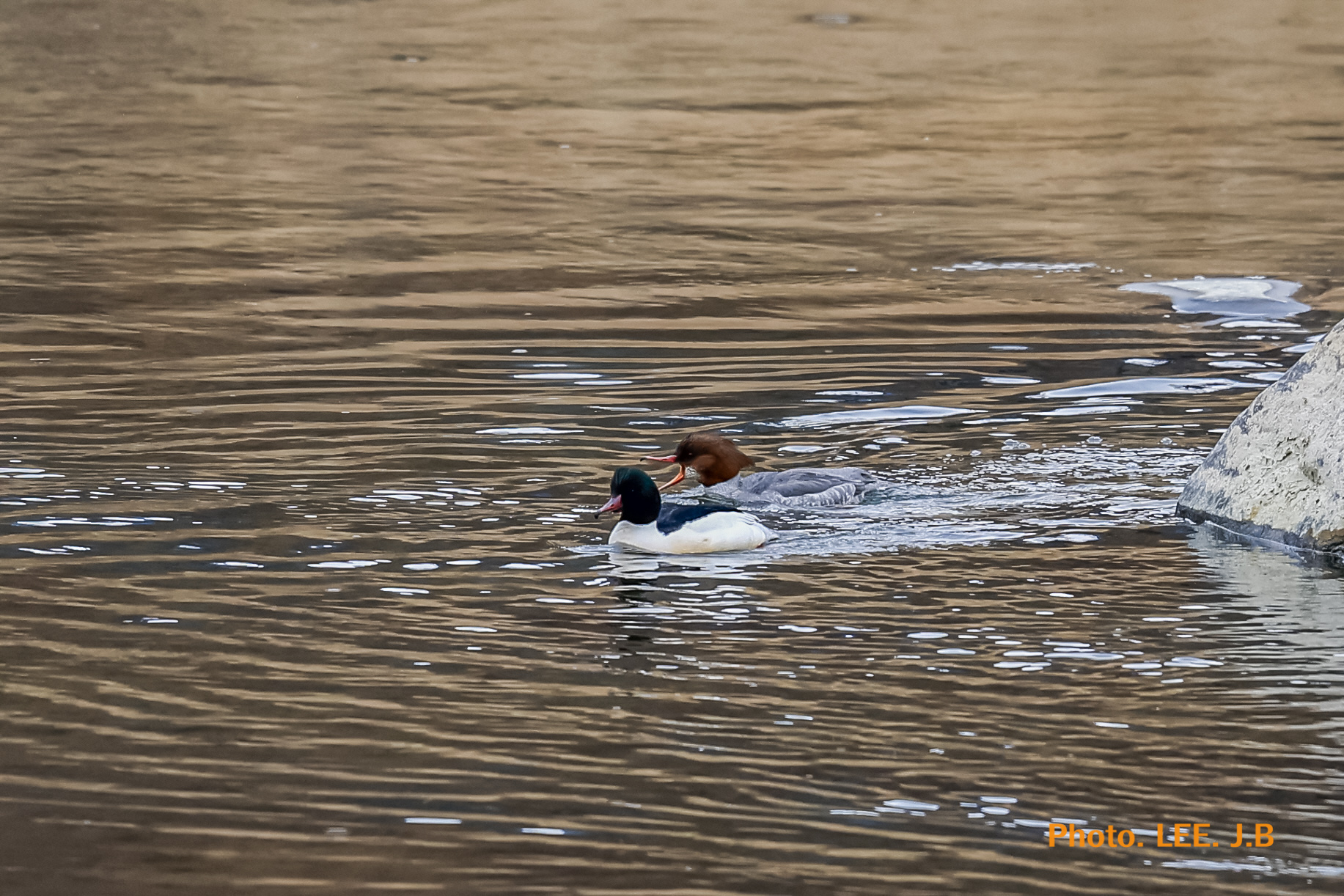 20250308-경호강 (1).JPG