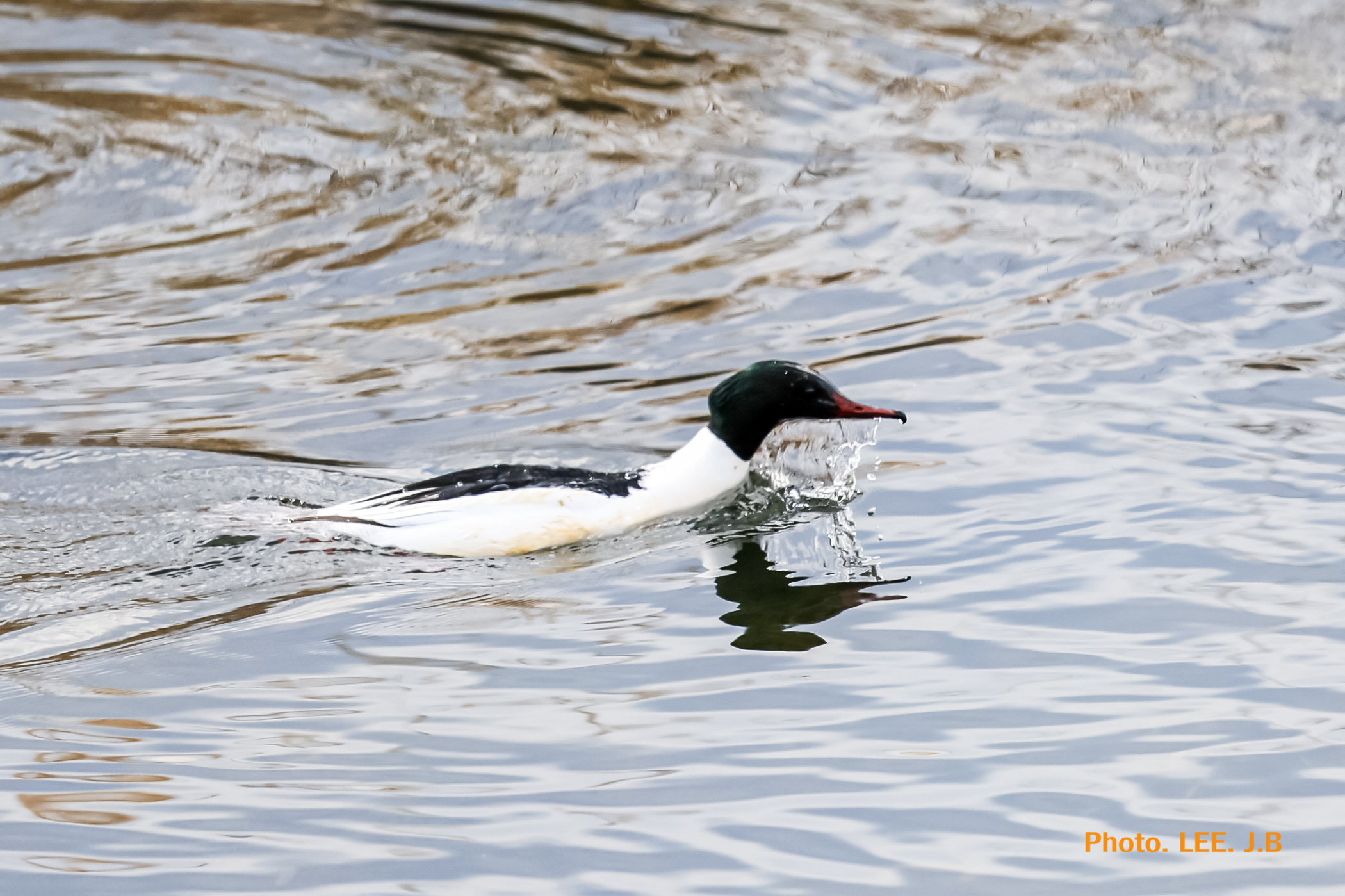 20250308-경호강 (26).JPG