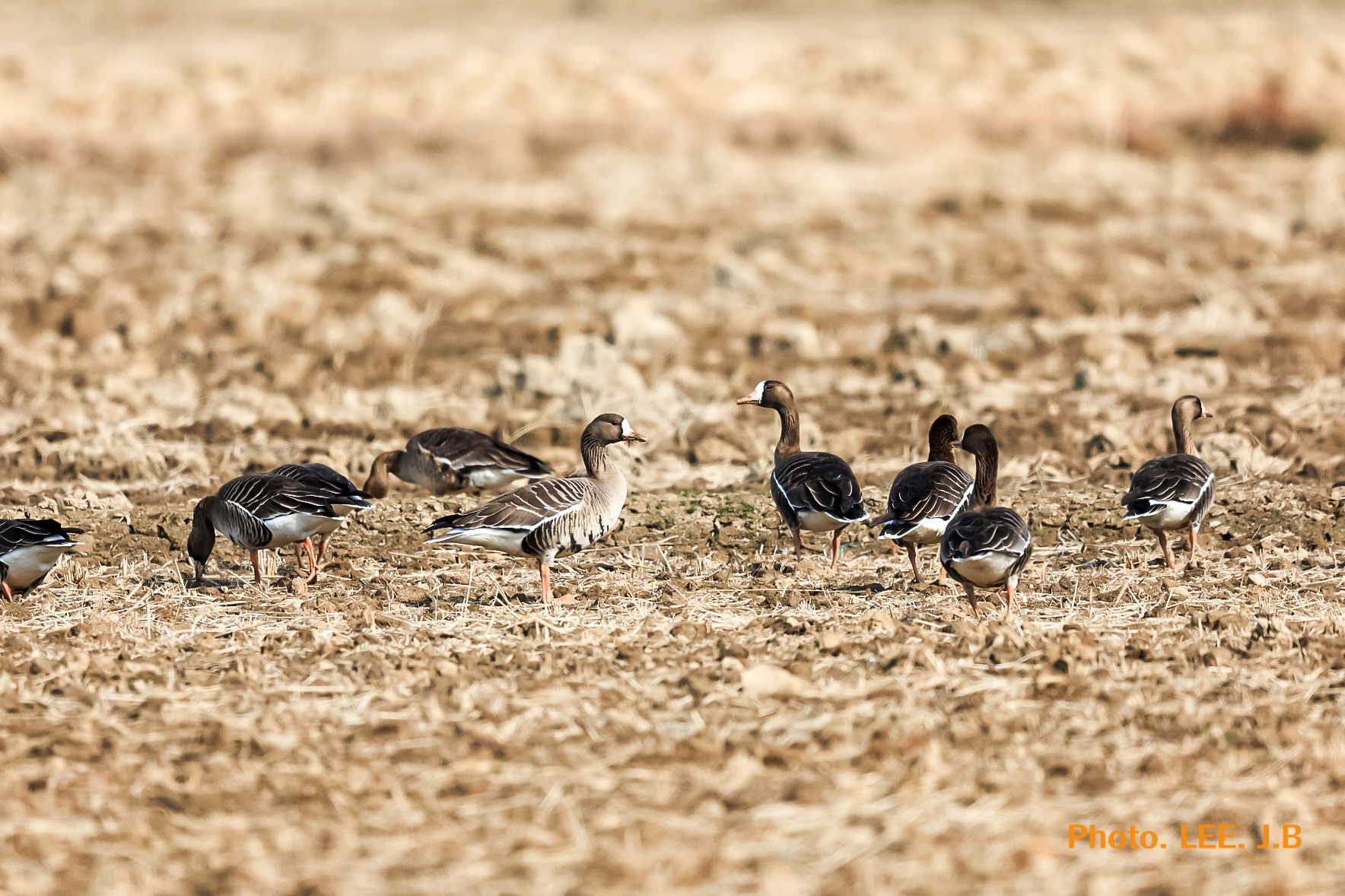 20250308-화포천  (3).JPG