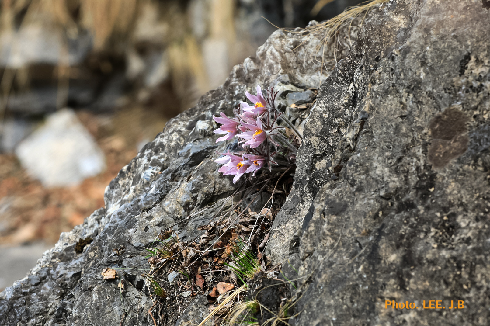 20250329-영월 문희마을 (53).JPG