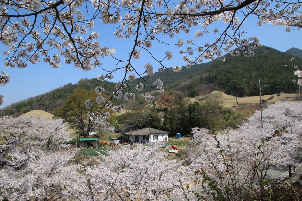 화왕산의 벚꽃2...JPG