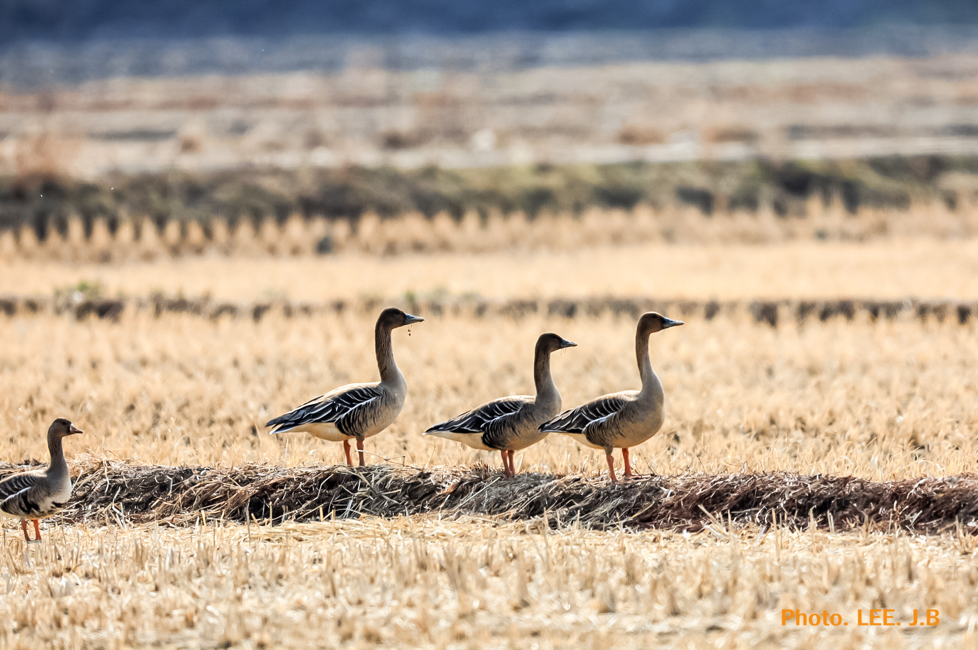 20250308-화포천  (19).JPG