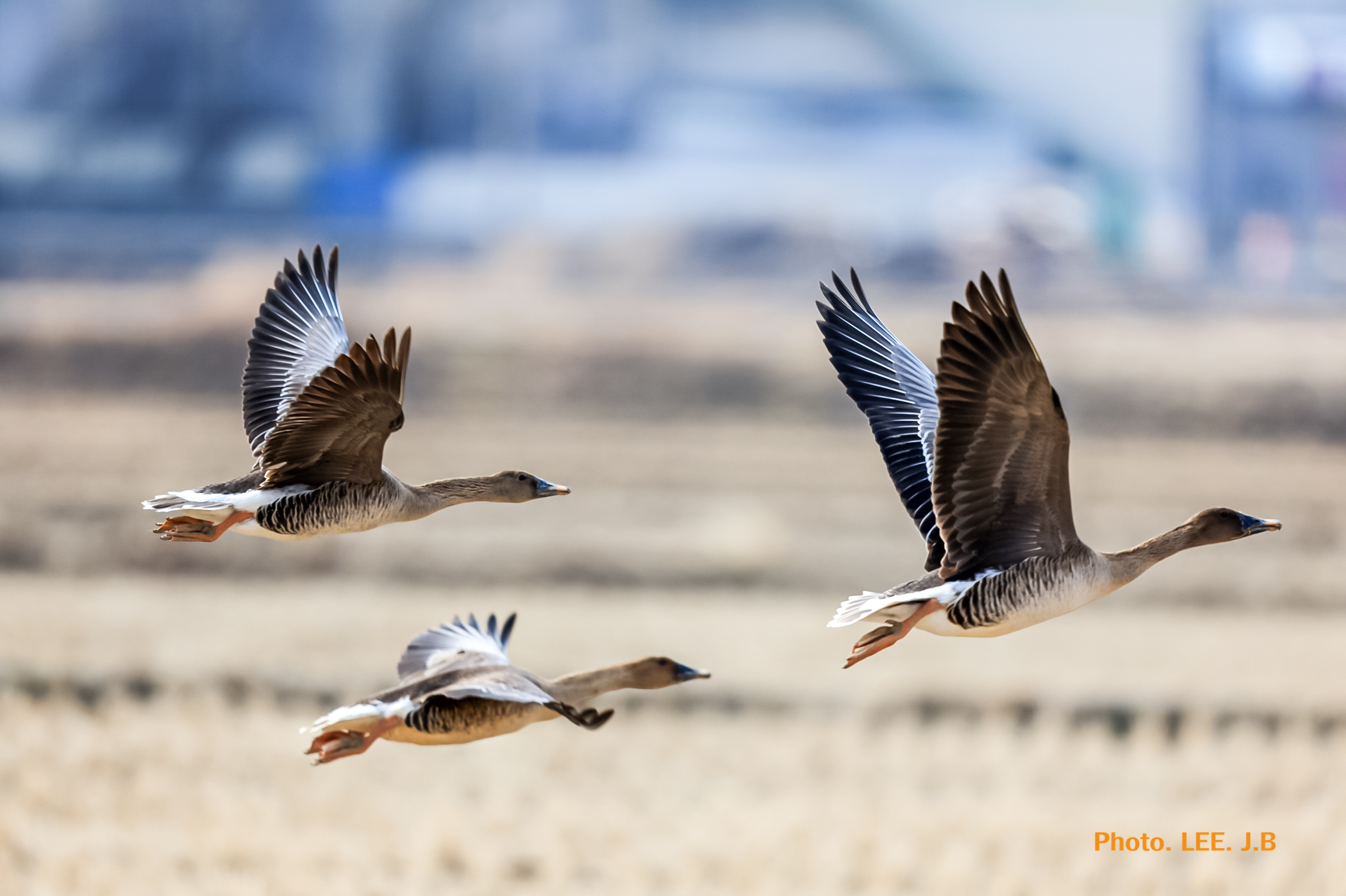 20250308-화포천  (15).JPG