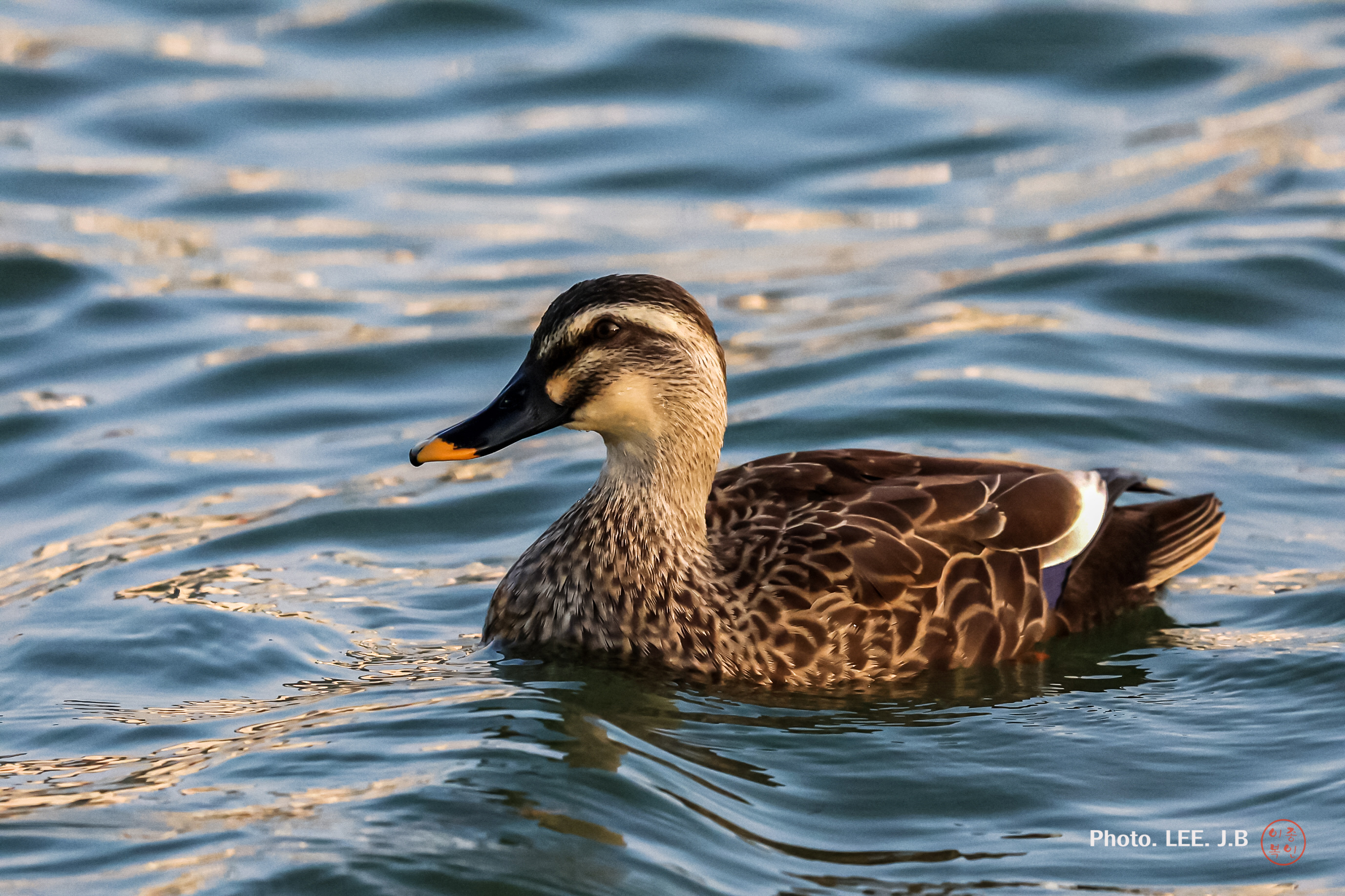 20241112-형산강에2 (39).JPG