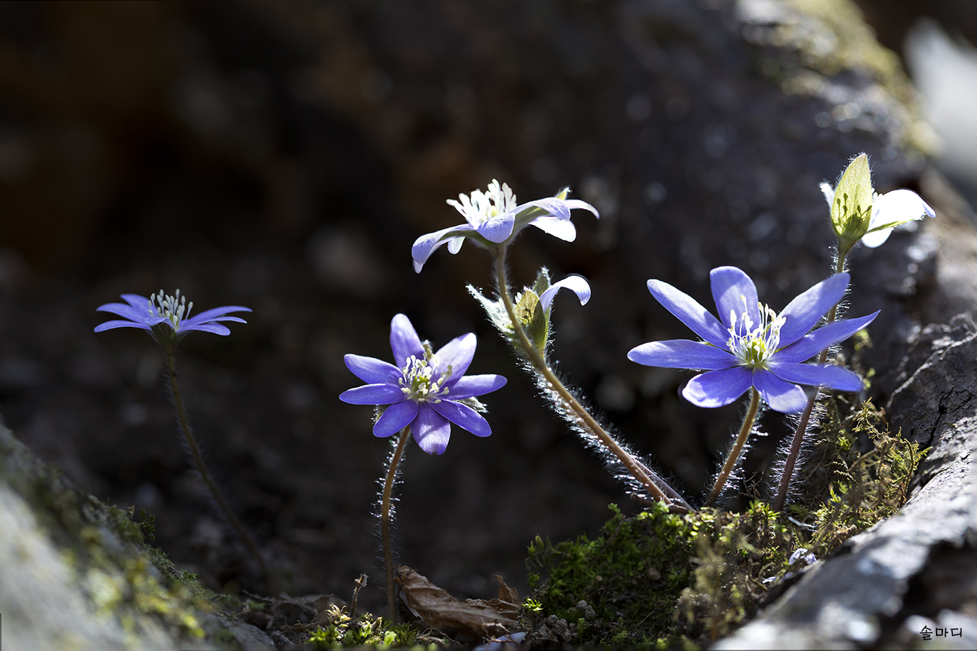 대둔산 노루귀-1-0.jpg