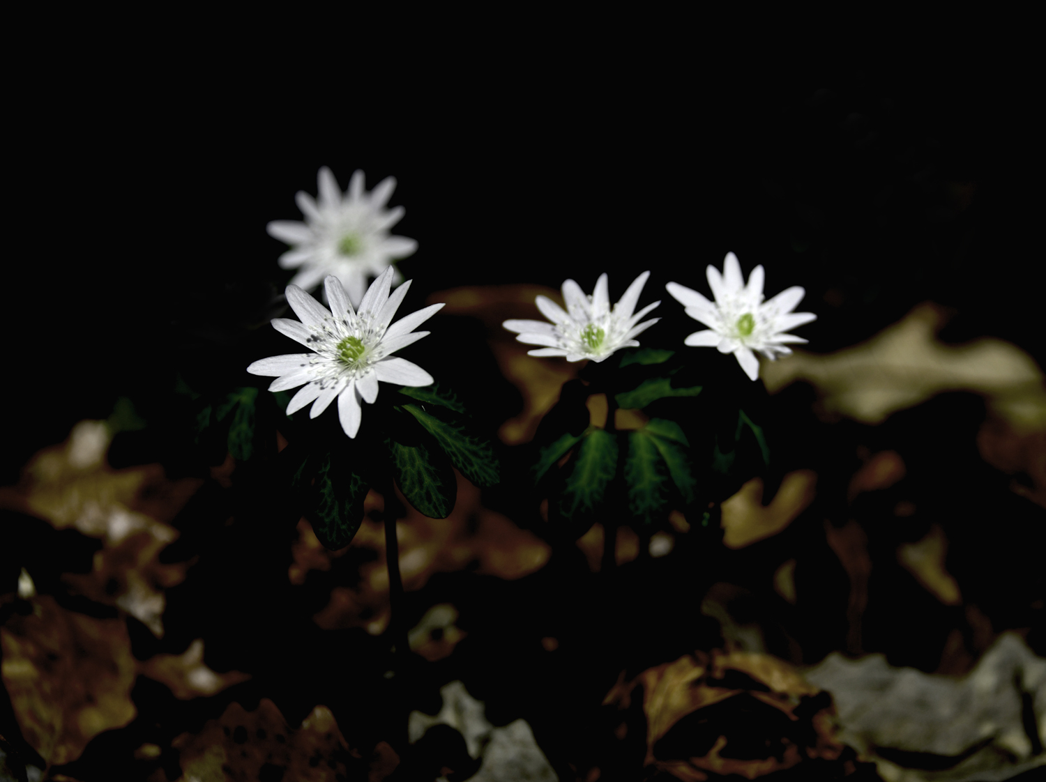 꿩의 바람꽃.jpg