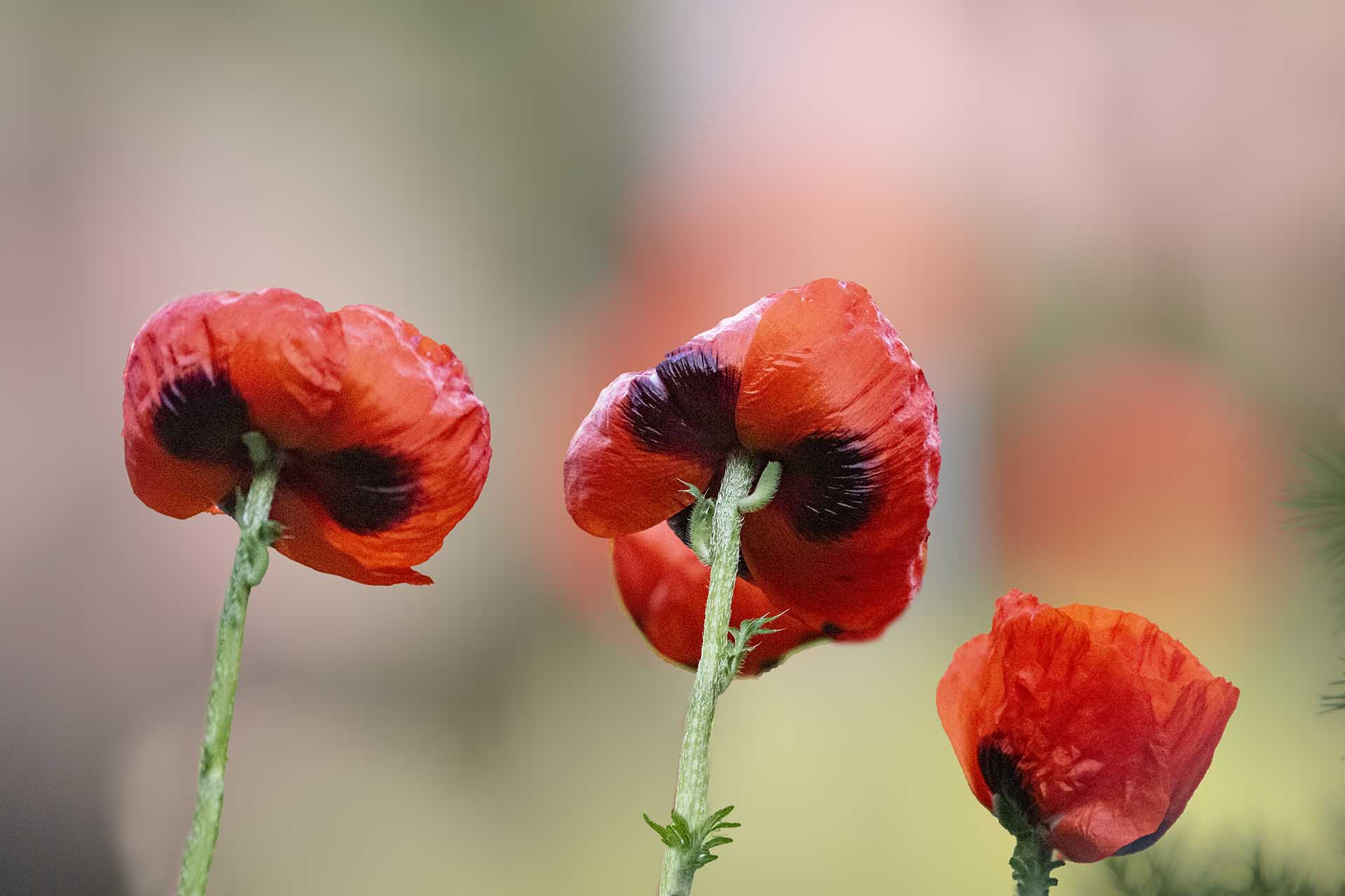 양귀비 DSC_3220b 1920 aa.jpg