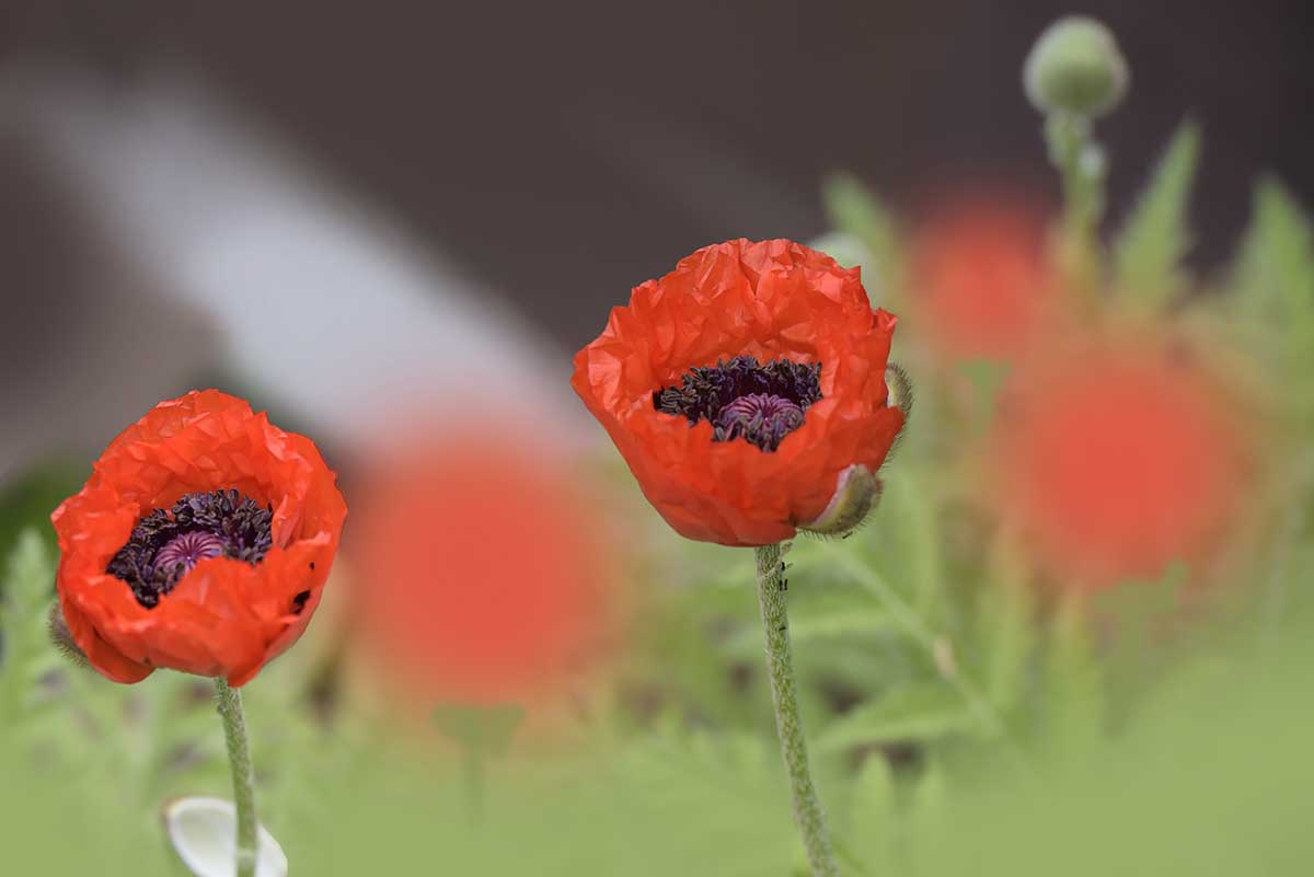 _양옥환 귀비 DSC7212n 1200.jpg