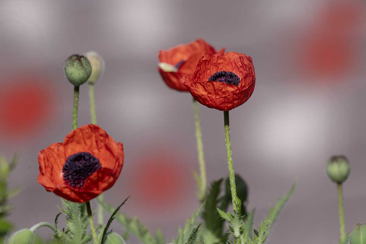 양귀비 25  DSC_8626 1200cc.jpg