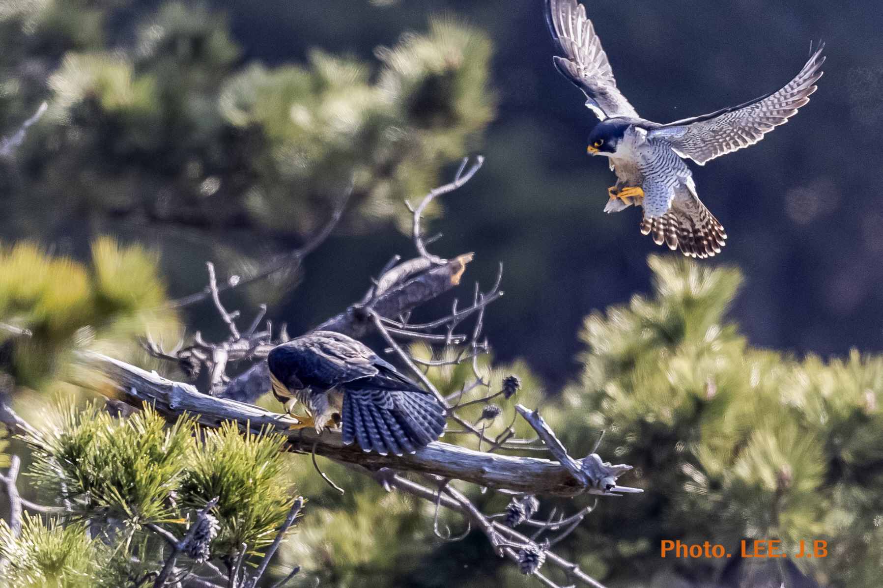 20250322-태종대유1JPG (6).JPG