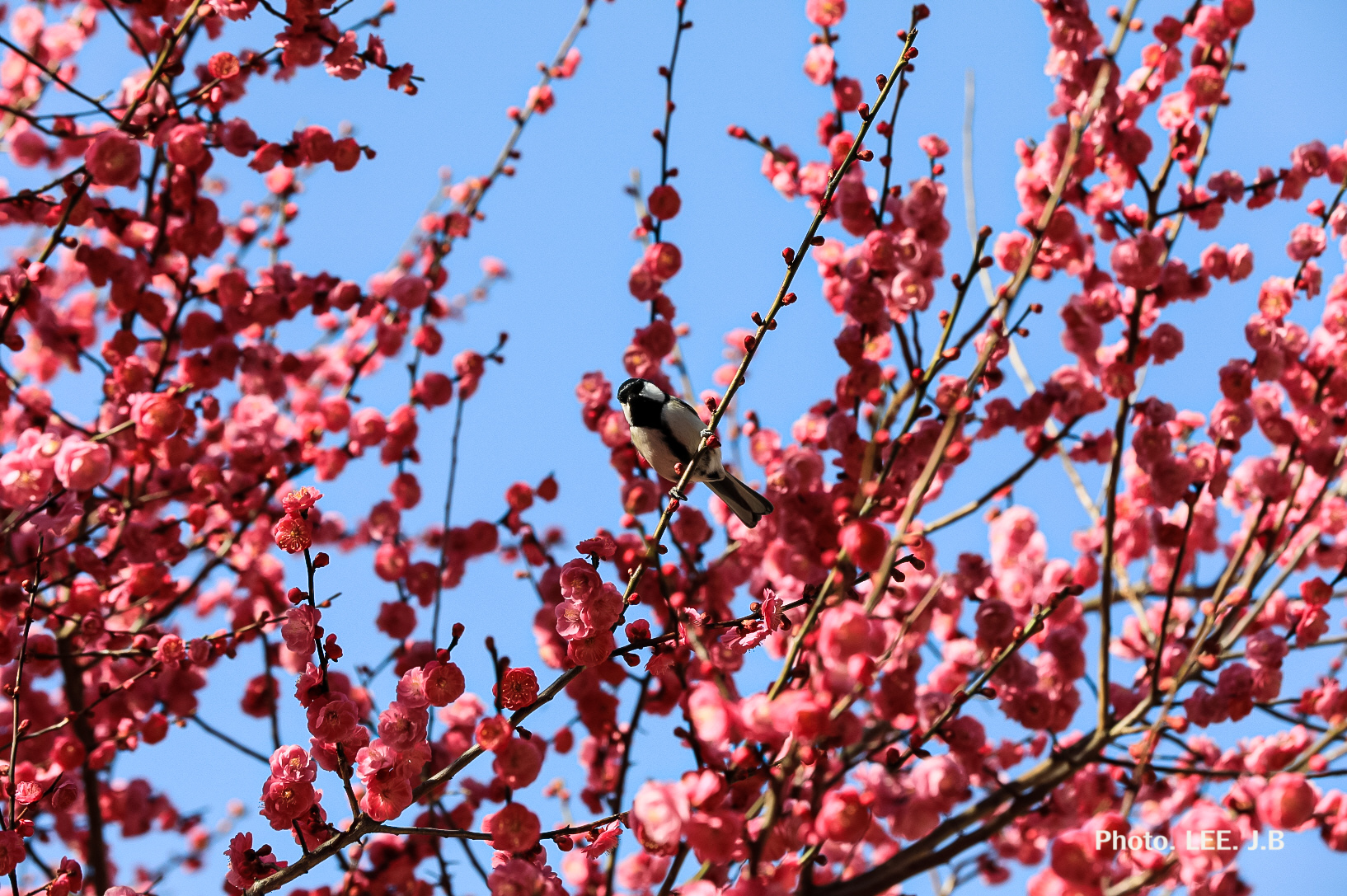 20250314-통도사 (30).JPG