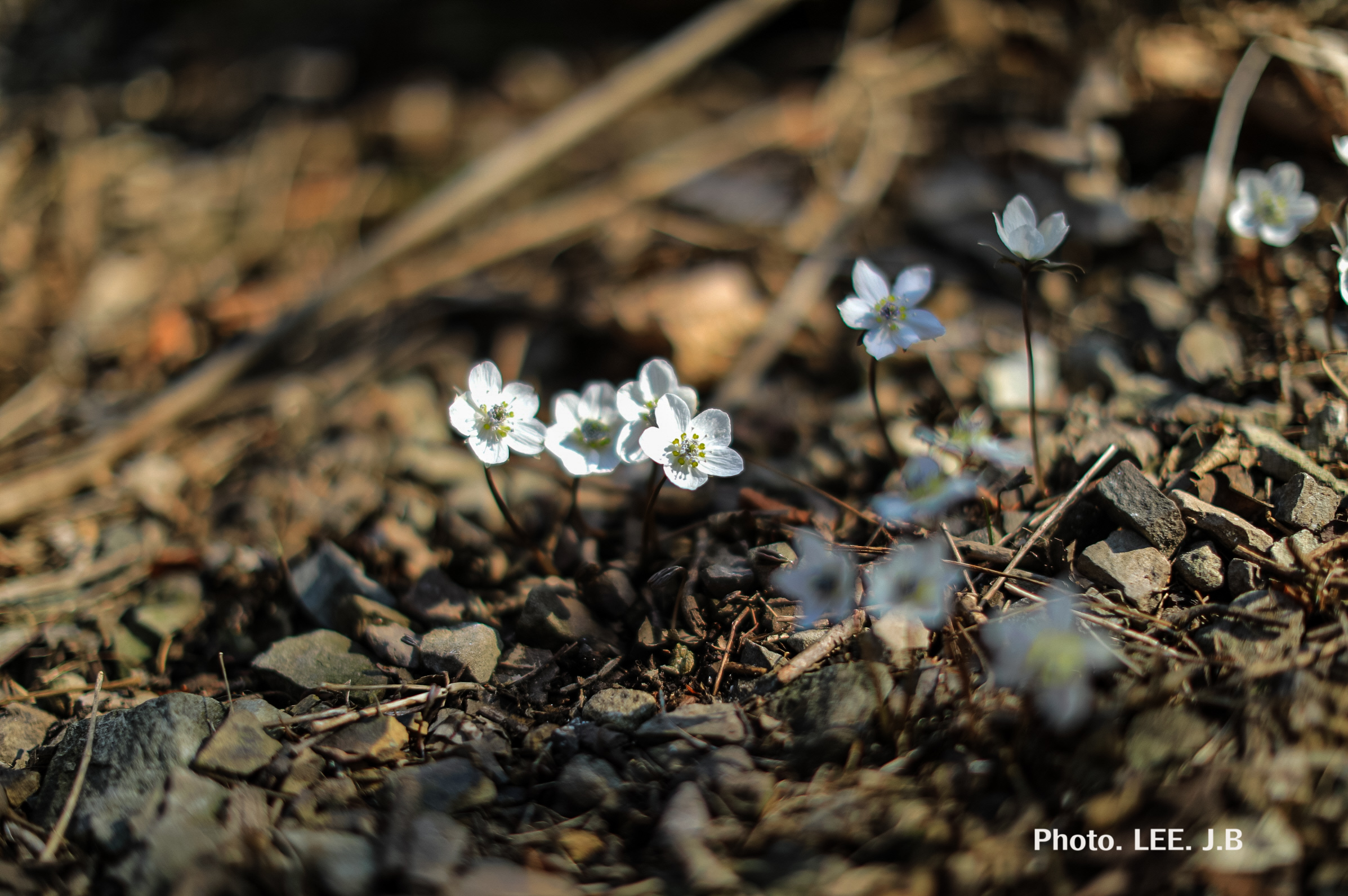 20250309-남도에서 (4).JPG