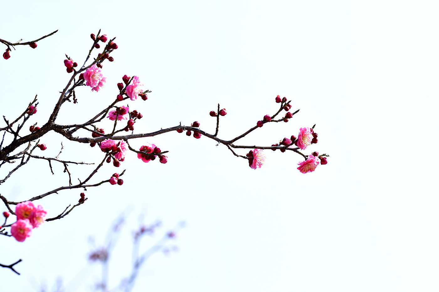 20250321 봉은사_0295_view-pw.jpg