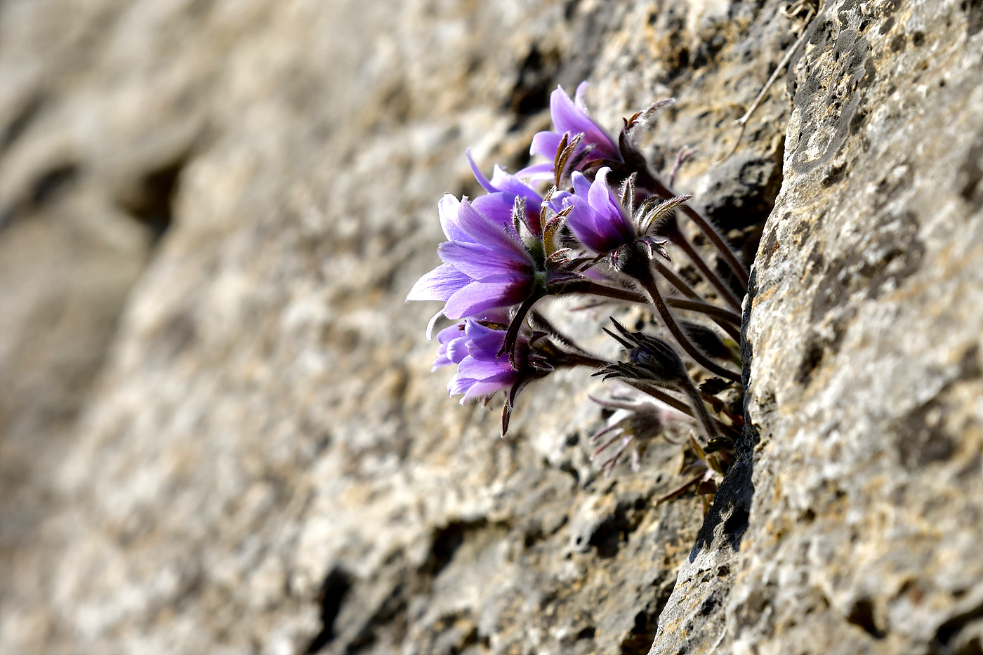 20250322 동강할미꽃_0132_view_cr-pw.jpg